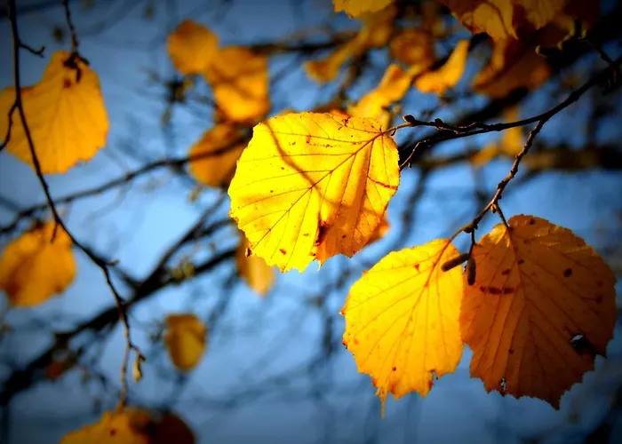 Sady Blotnica Çiftlik konaklama