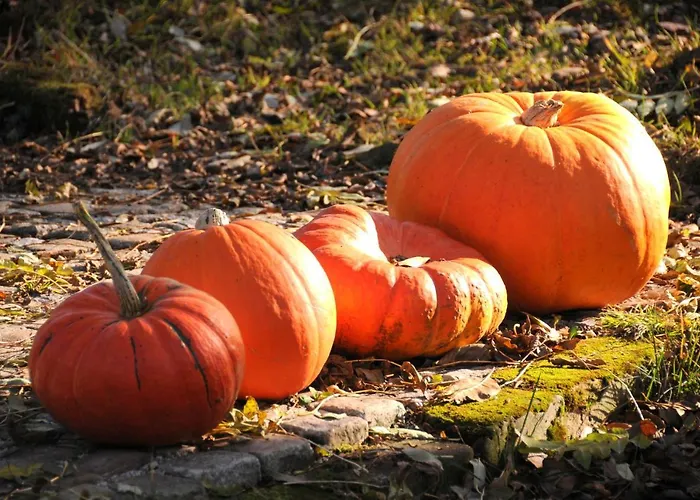 Sady Blotnica Çiftlik konaklama *