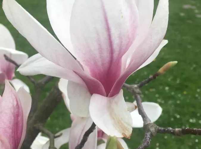 Sady Blotnica Çiftlik konaklama Prusy (Lower Silesia)